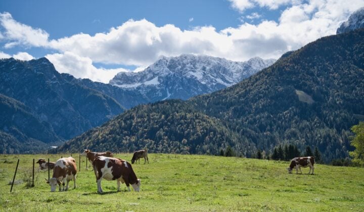 Cows grazing in a green field near the Julian Alps