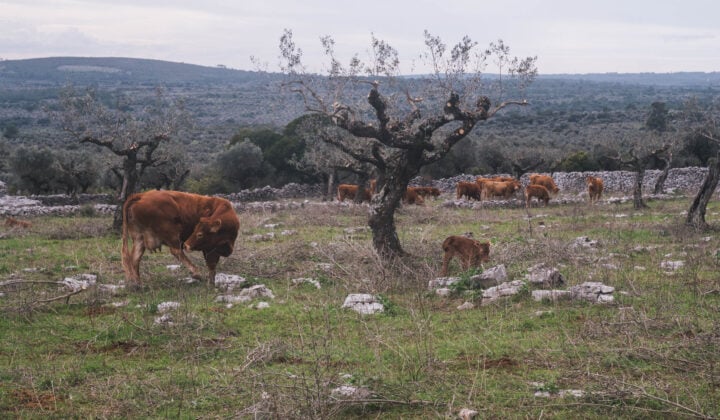 Cows grazing near olive trees