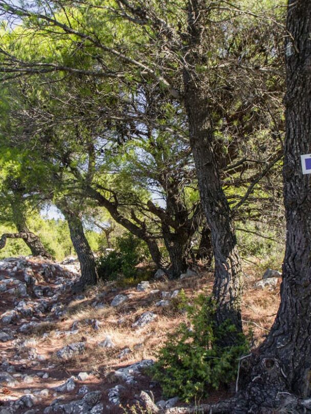 Mount Parnitha near Athens hiking tour