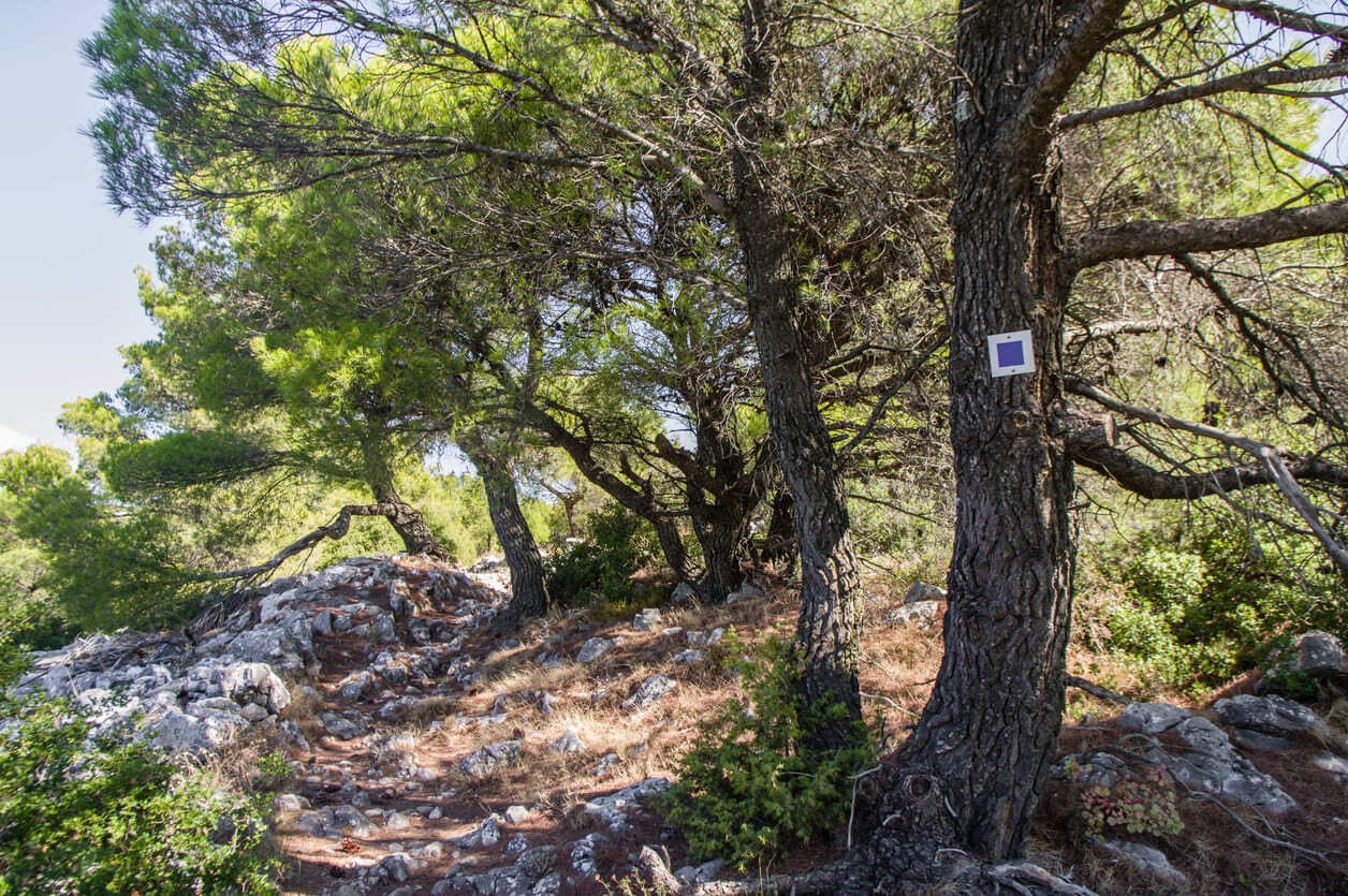 Hiking path on Mount Parnitha