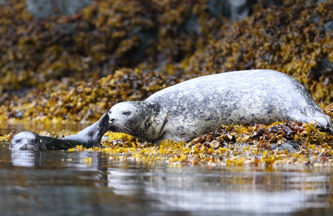 Johnstone Strait, seal spotted