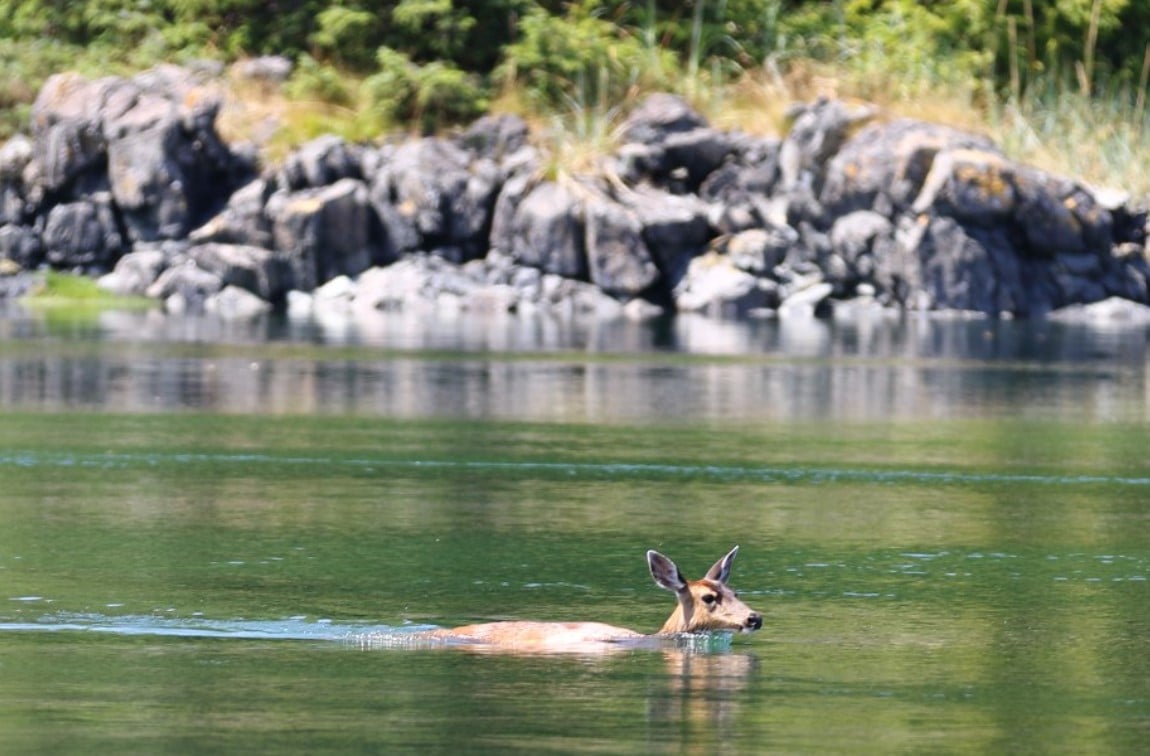 Deer swimming, Johnstone Strait
