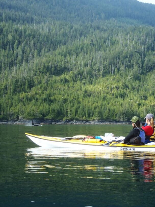 Kayakers, Johnstone Strait kayak tour