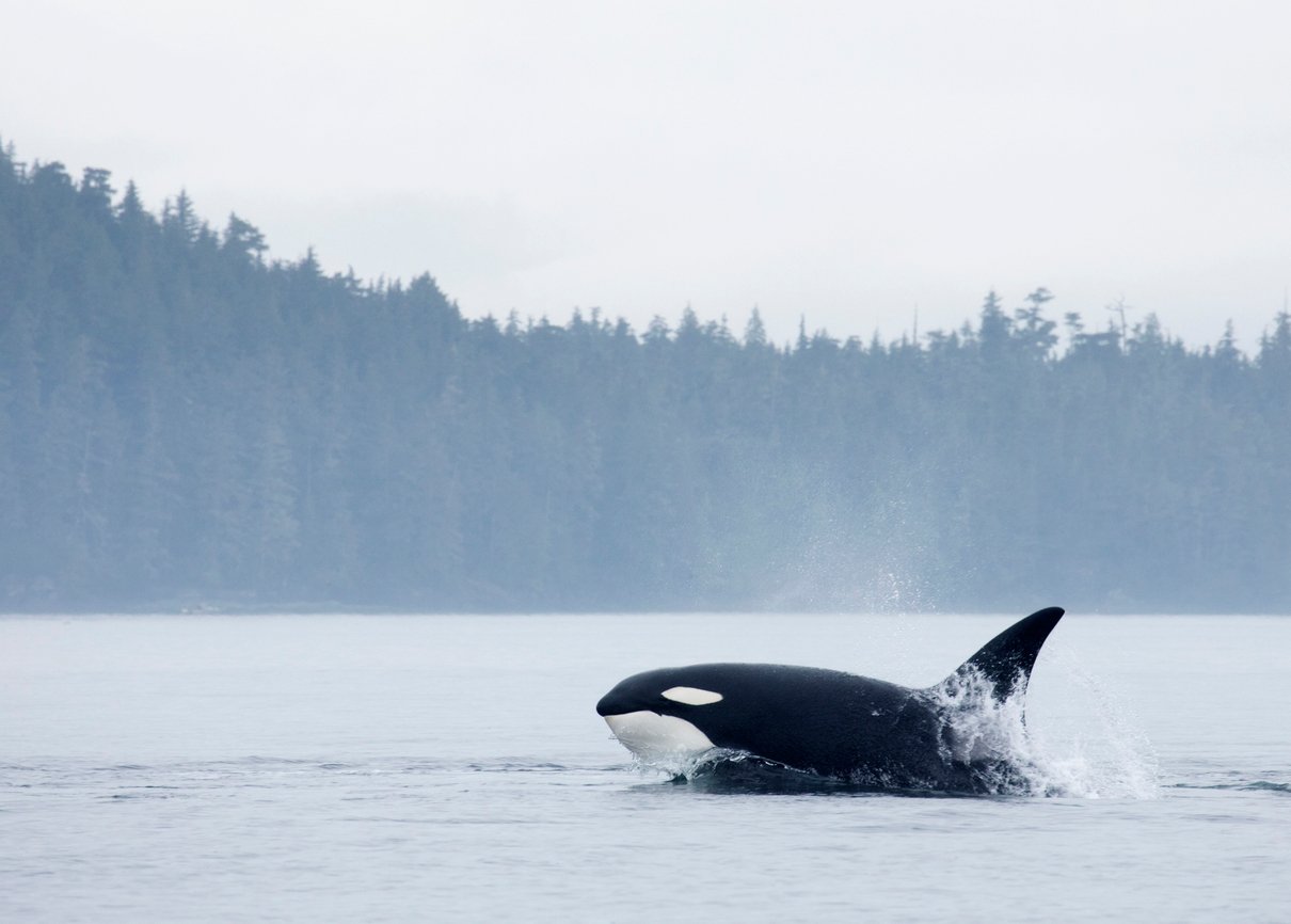 Whale killer, Johnstone Strait