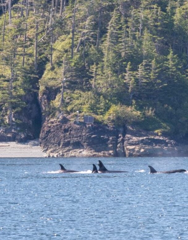 Johnstone Strait ultimate kayak adventure