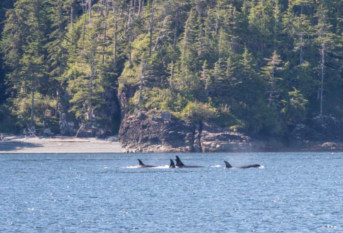 Whale watching, Johnstone Strait
