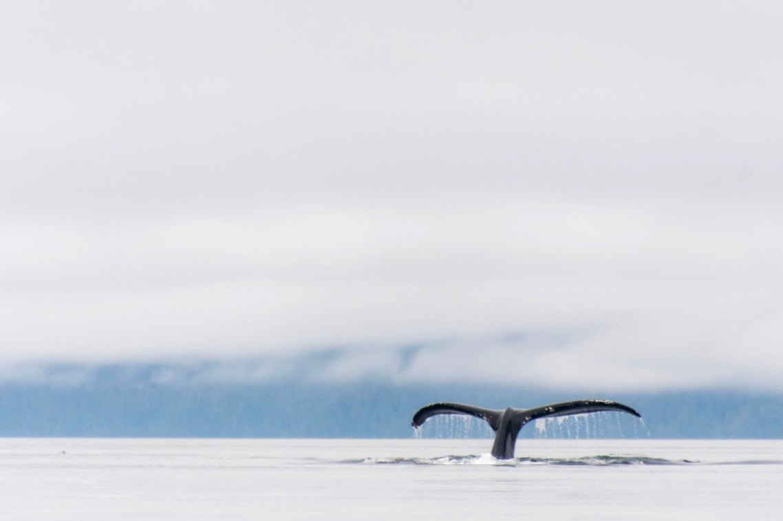 Humpback whale tail, Johnstone Strait