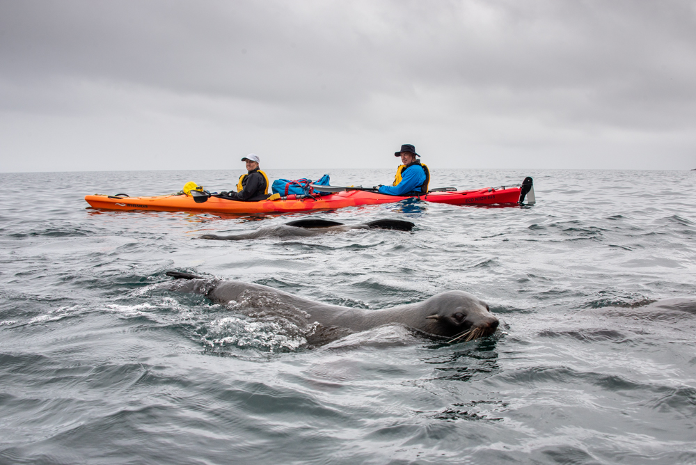 Kayakers near a surfacing fur seal near Freycinet Peninsula
