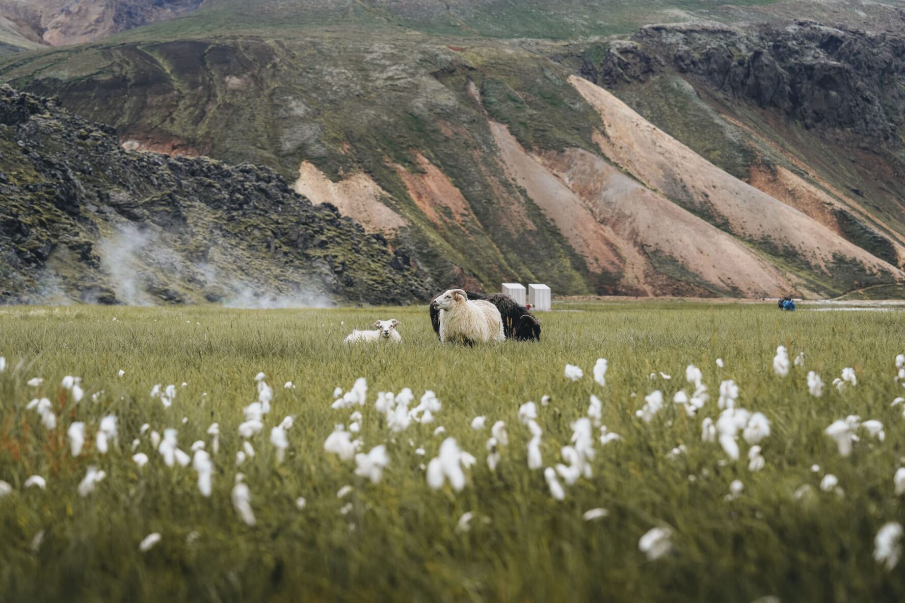 Landmannalaugar cute sheep