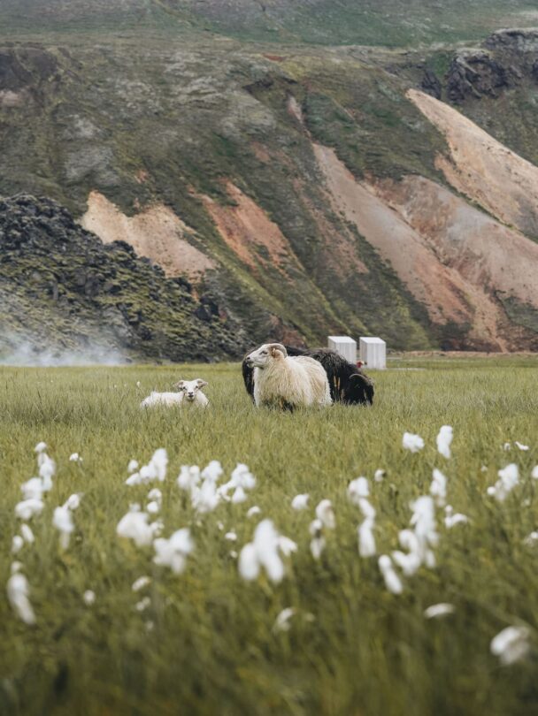 Landmannalaugar Iceland hiker