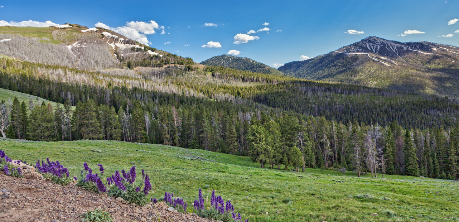 Landscape with pine trees and mountains in Montana