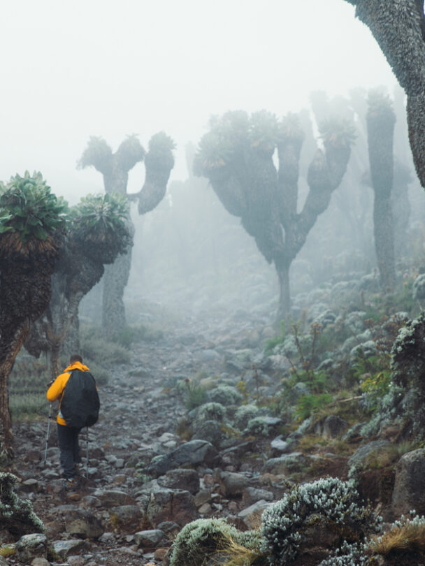 Hikers, Uhuru Peak