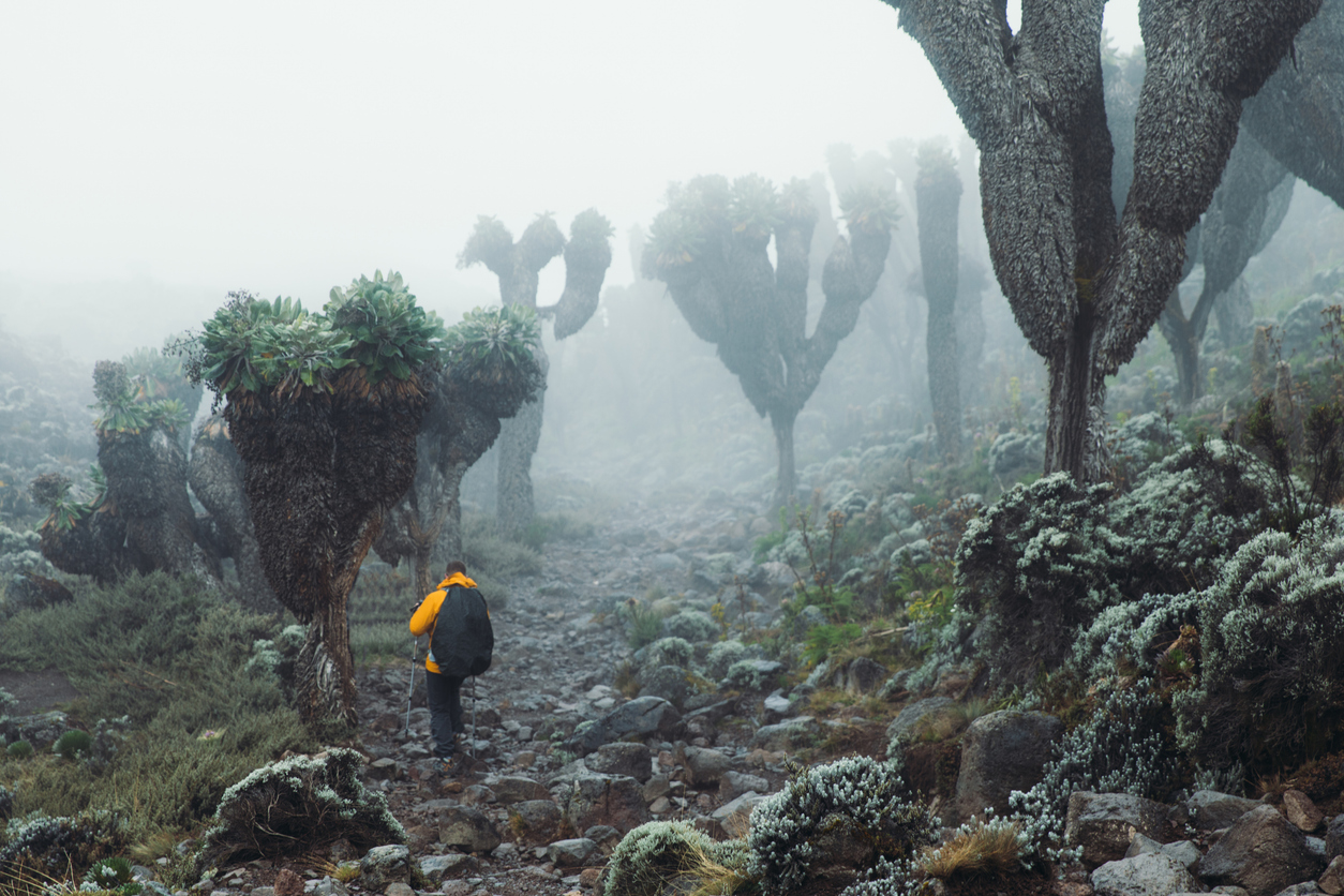 Male hiker, Marangu route, Kilimanjaro