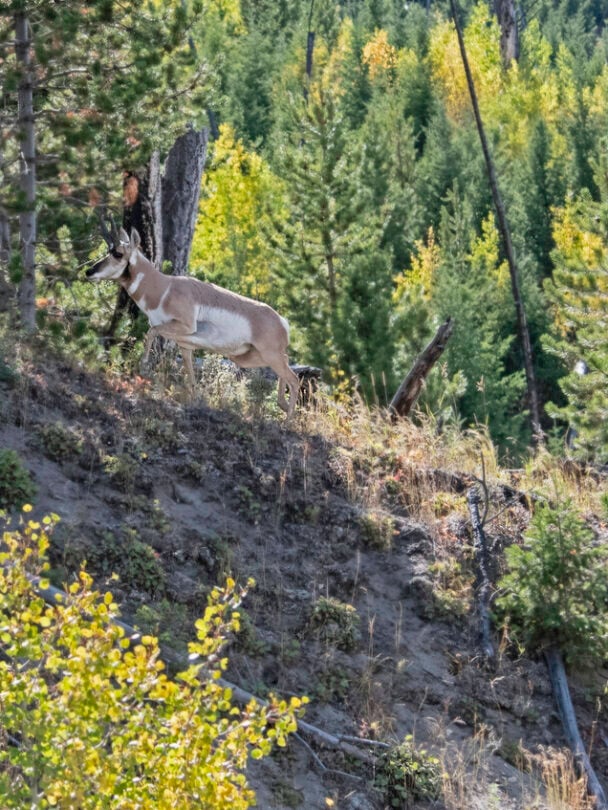 Sky Rim Trail Backpacking Adventure in Yellowstone National Park