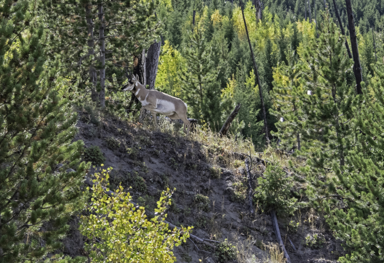 Pronghorn on a cliff in Yellowstone National Park