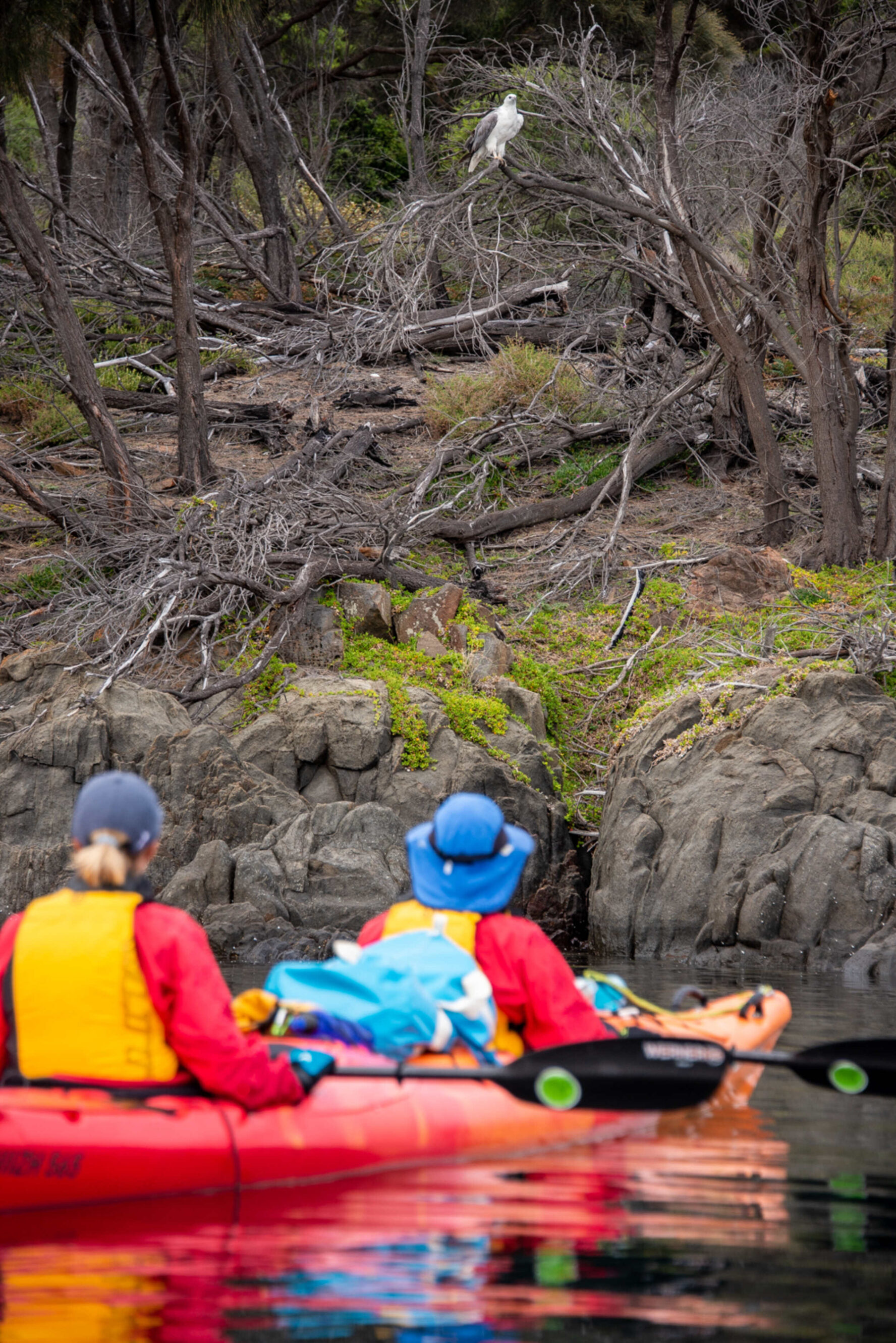 Kayakers observing a sea eagle in Tasmania