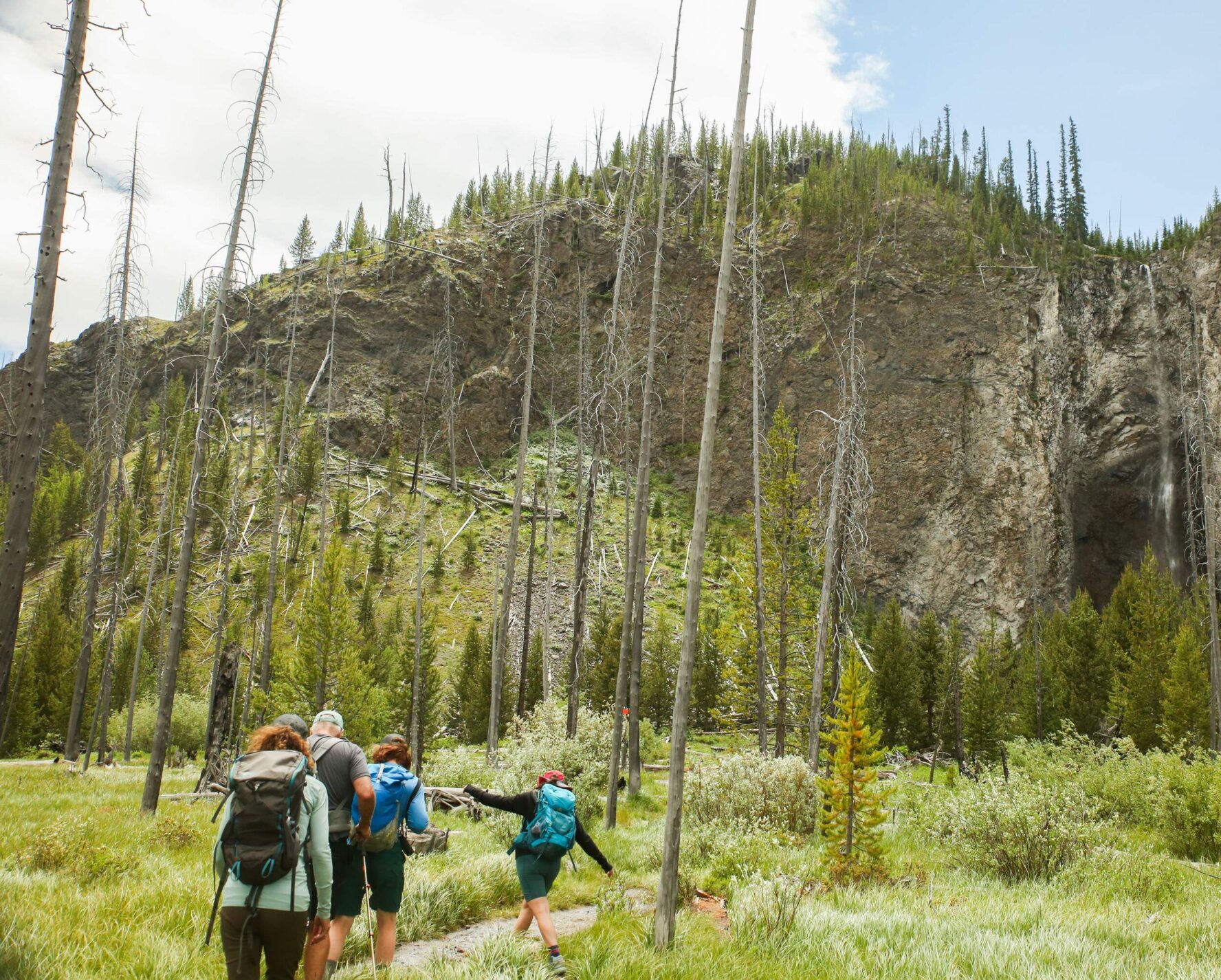 Hikers on a trail between trees in Yellowstone National Park