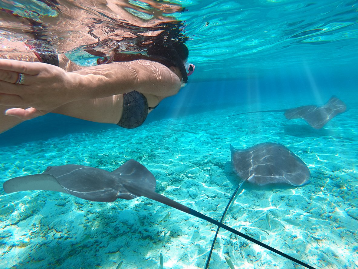 Snorkeling with manta rays