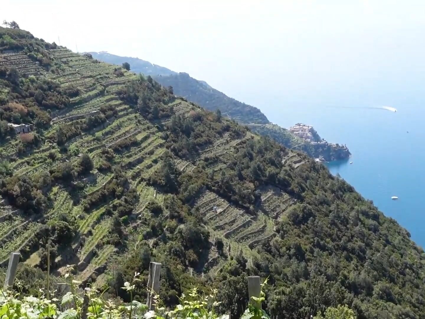 Vineyards on hills in Cinque Terre with a village in the distance