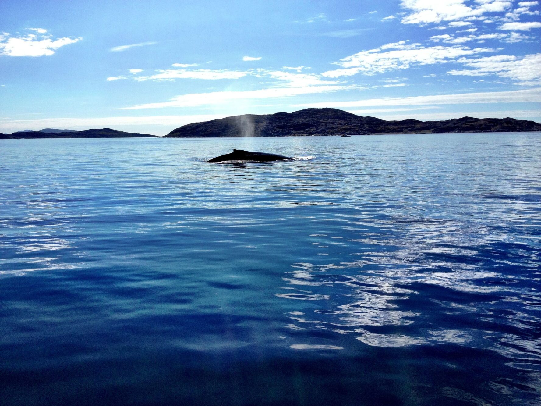 Whale spotting in Greenland