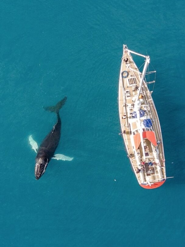 Greenland to Baffin Island Expedition: Sail, Kayak & Hike