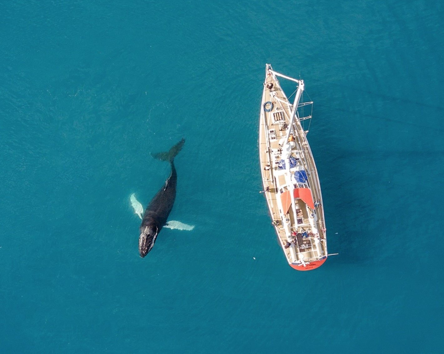 Aerial view of a whale swimming near a ship on a blue sea