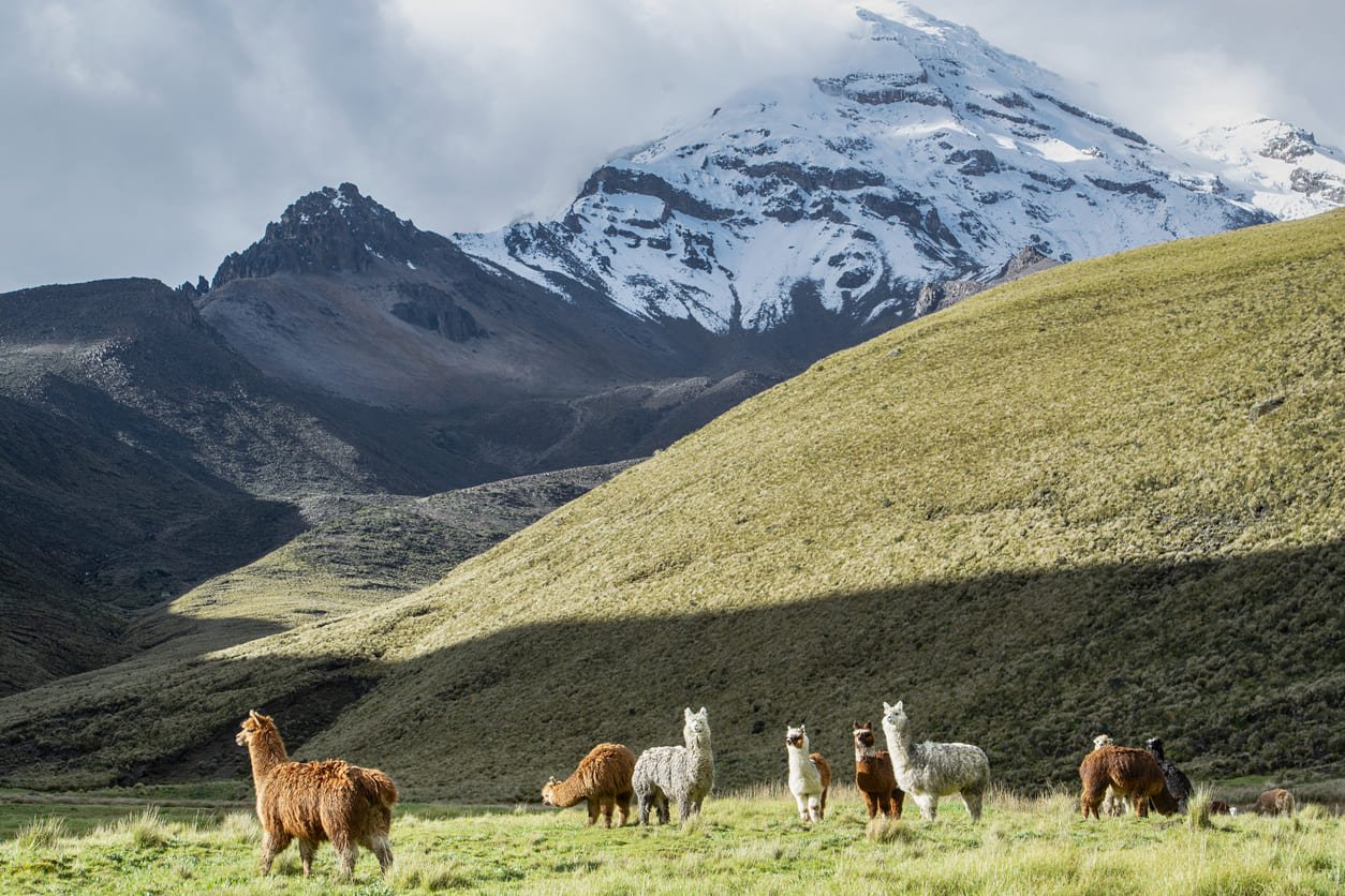 Alpacas in front of the Chimborazo volcano