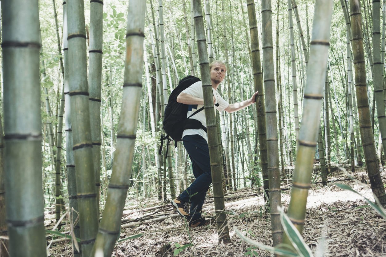 Bamboo grove on the Nakasendo Trail