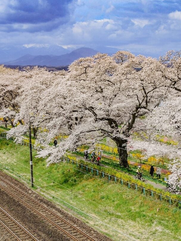 Tohoku sakura bike tour