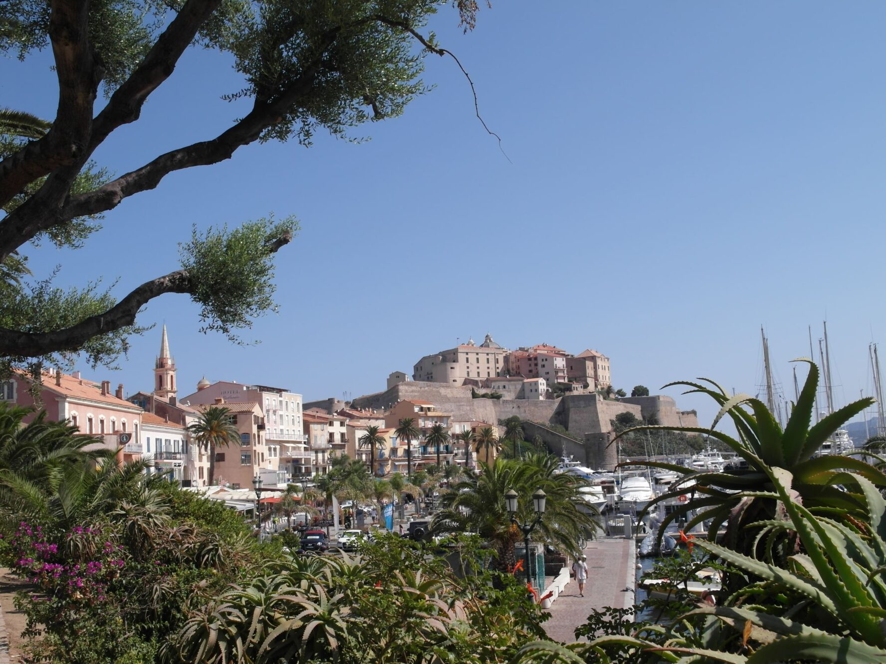 The fortress of Calvi through greenery on the Corsica walking holidays