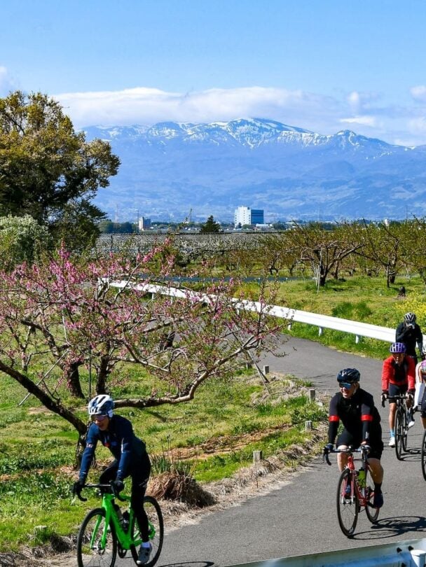 Tohoku sakura bike tour