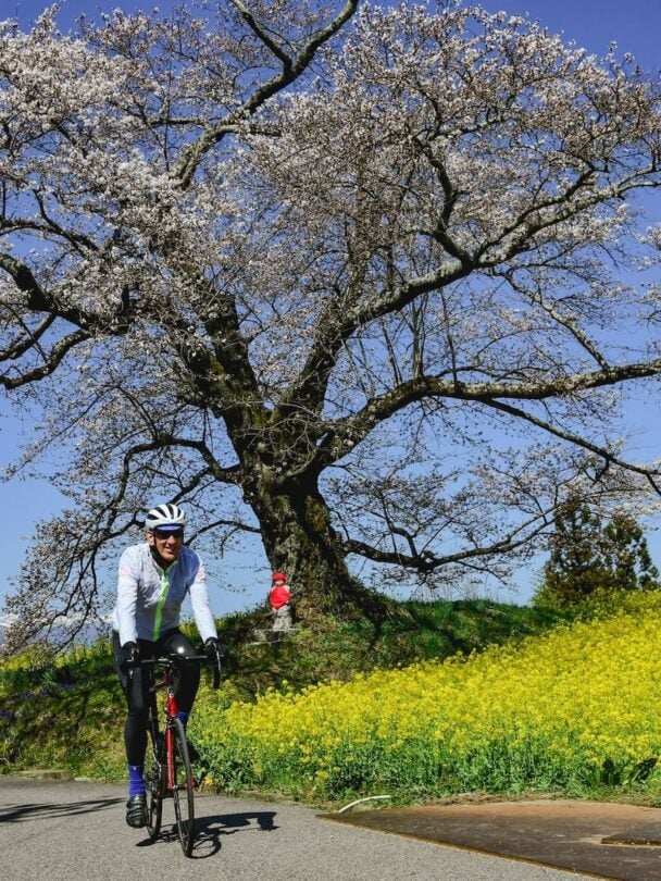 Tohoku sakura bike tour