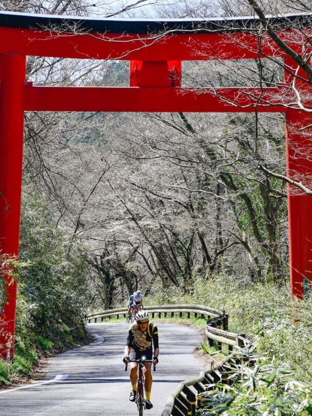 Tohoku sakura bike tour