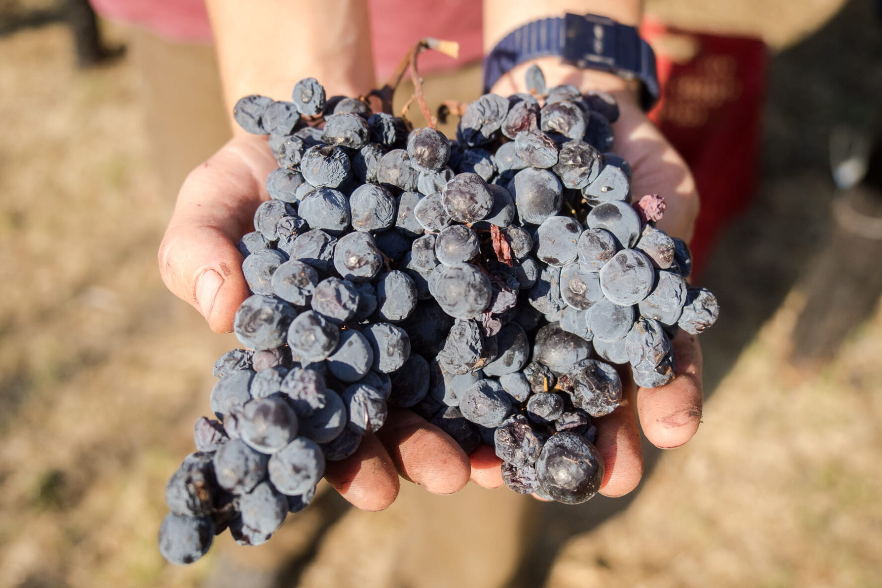 Grapes from a vineyard on the Tuscany e-bike trip