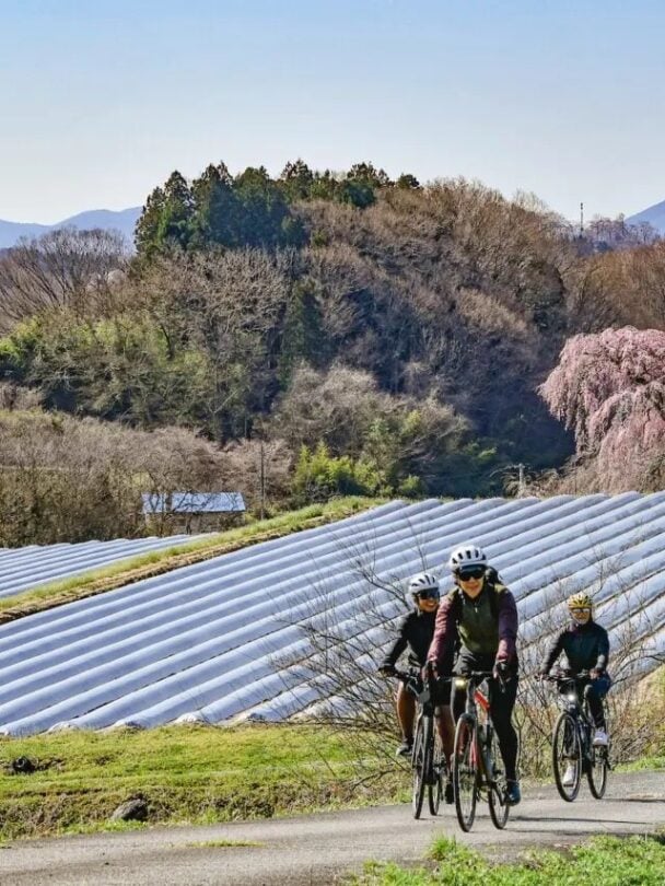 Tohoku sakura bike tour