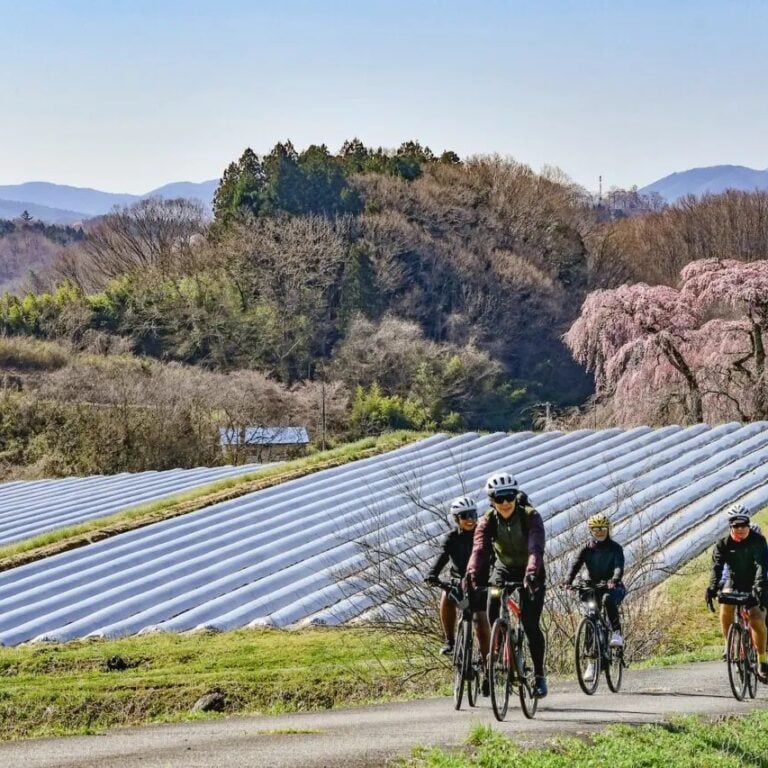 Tohoku Sakura Bike Tour: Cherry Blossoms & Onsen | 57hours