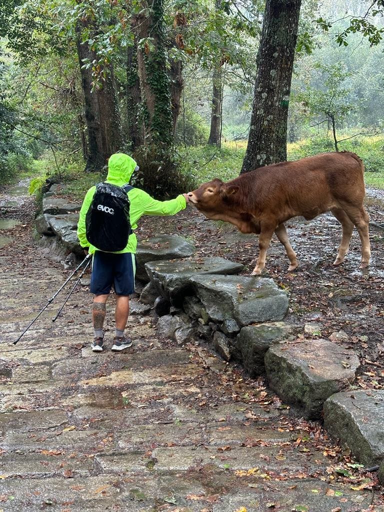 Hiker on a path with a cow