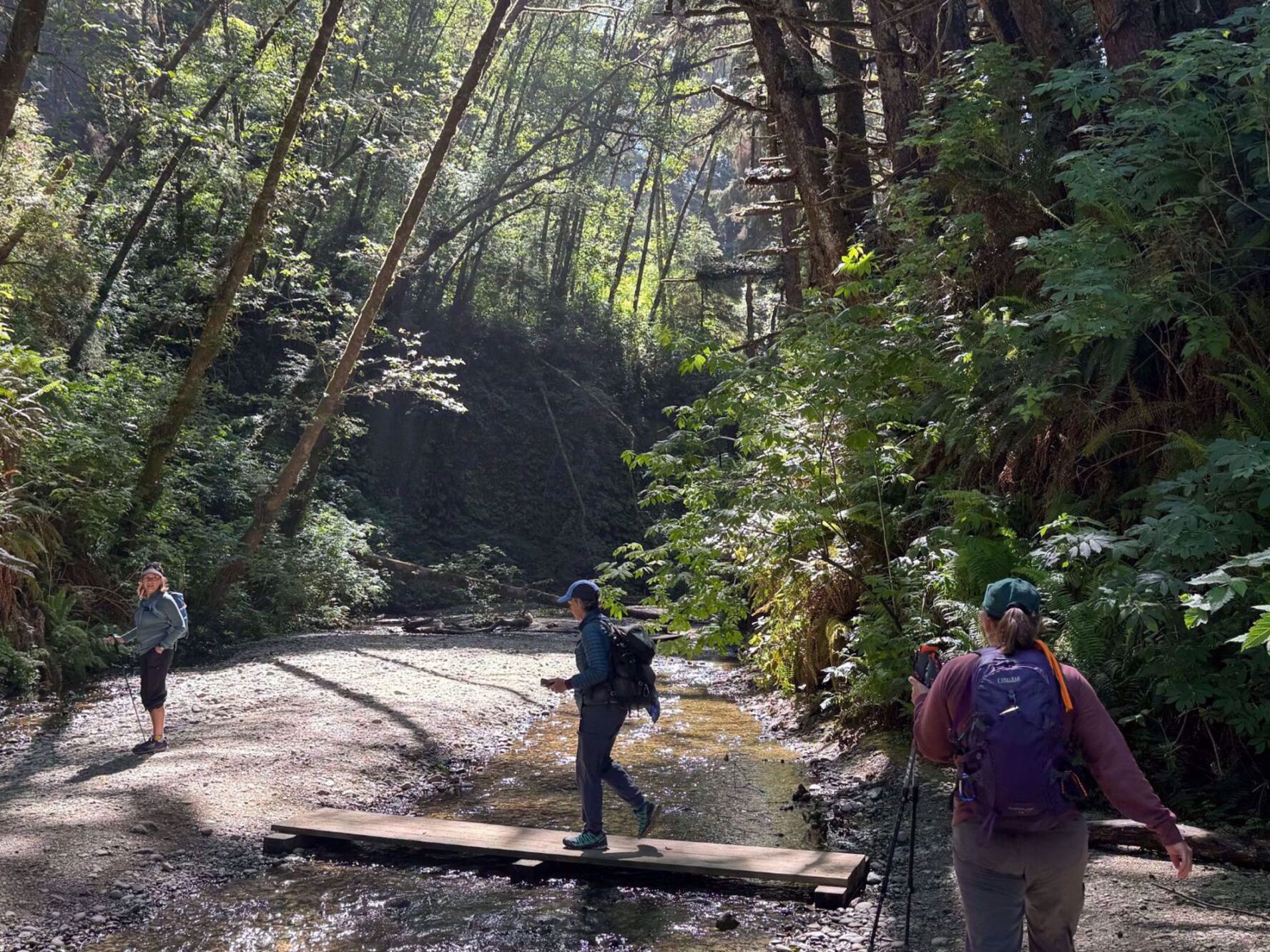 Hikers walking in a forest on the Redwood wellness tour