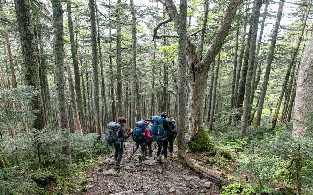 Hikers in woods in Japan