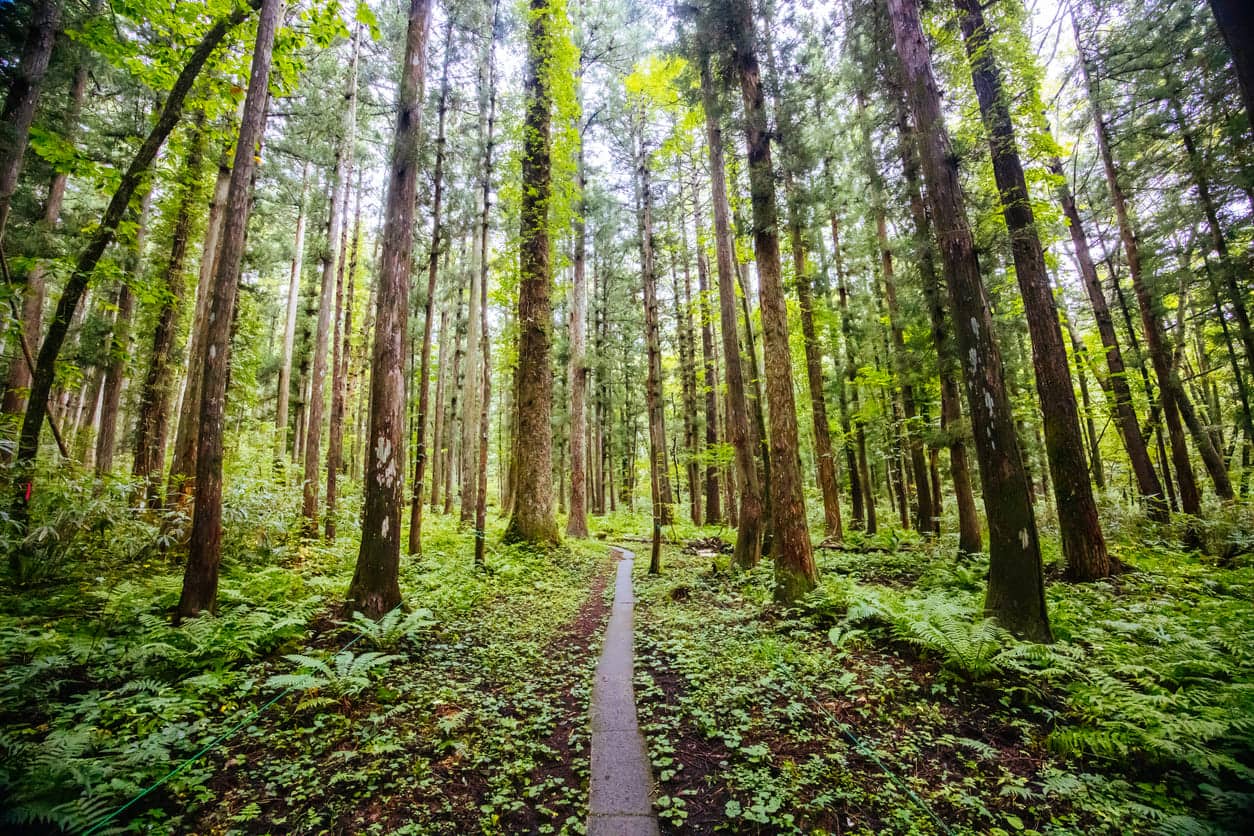 Hiking trail in Japan