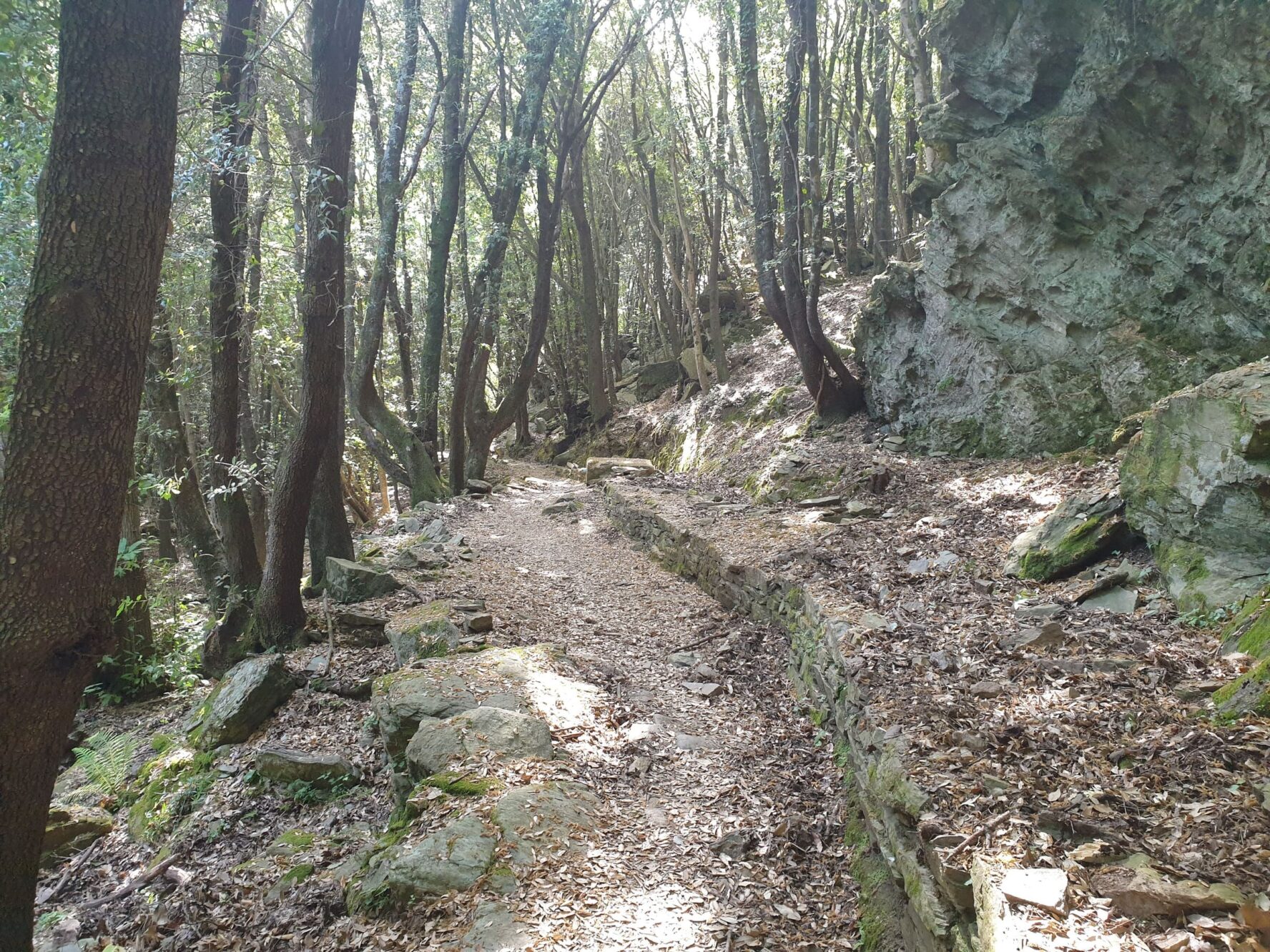 Hiking in woods in Corsica