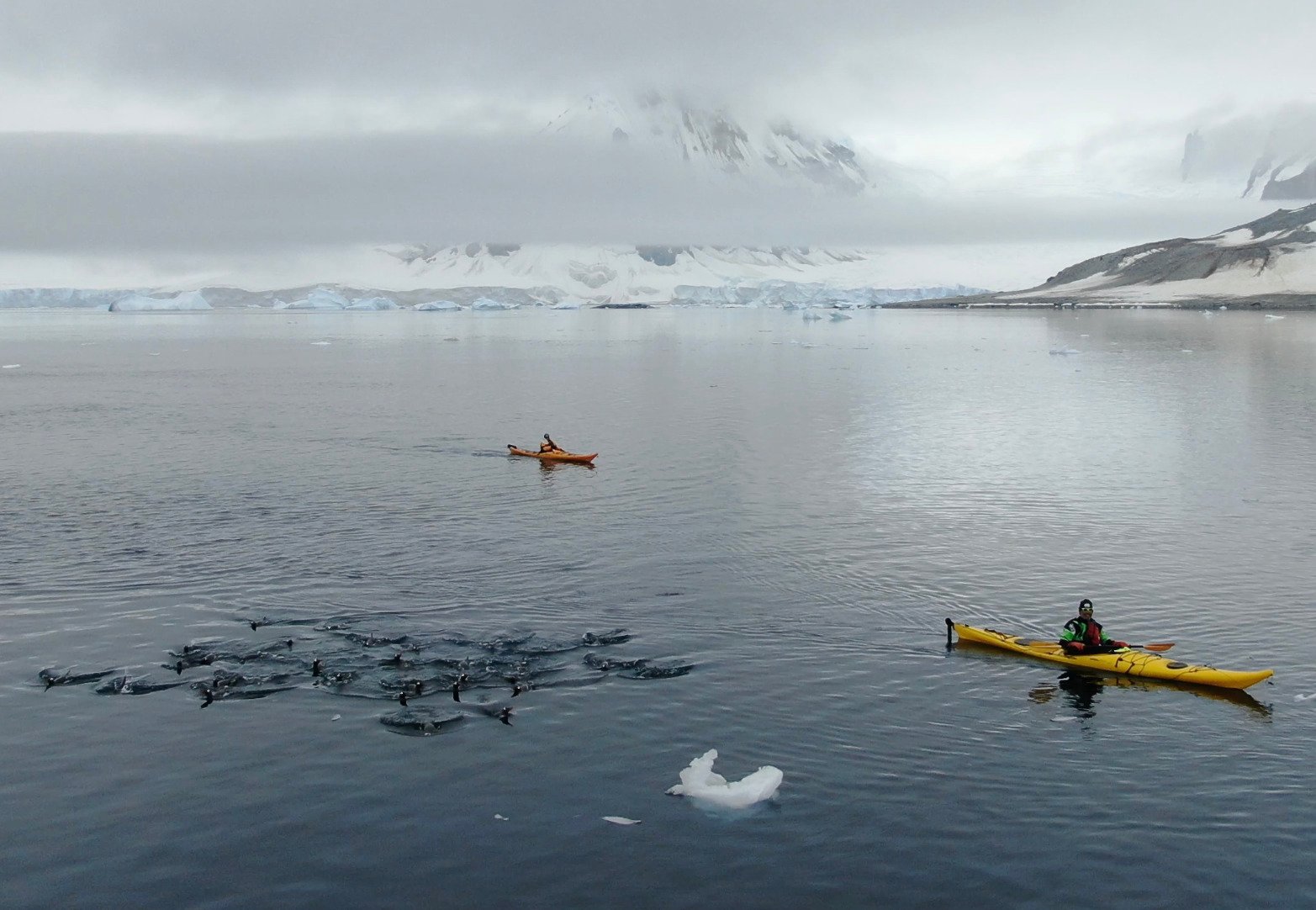 Kayaking among Gentoo penguins in Antarctica