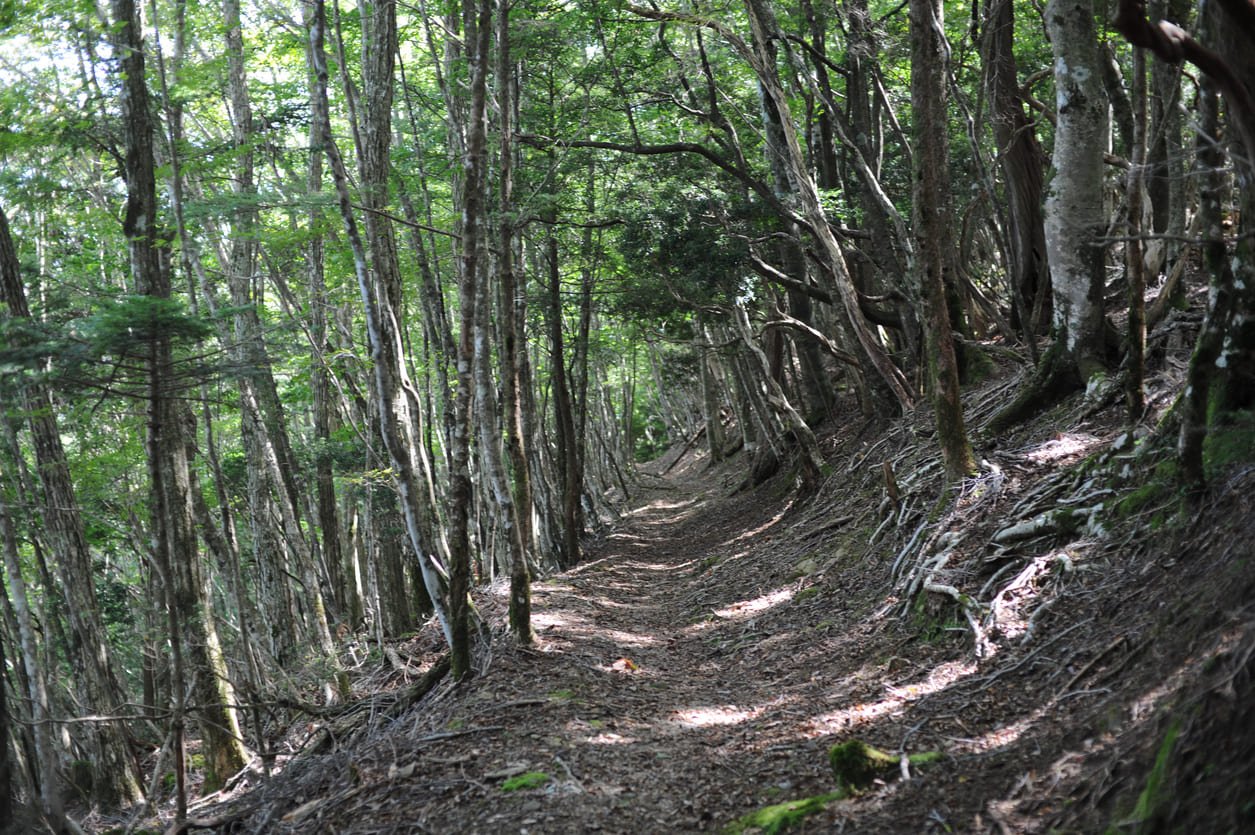 Kumano Kodo tour path between trees