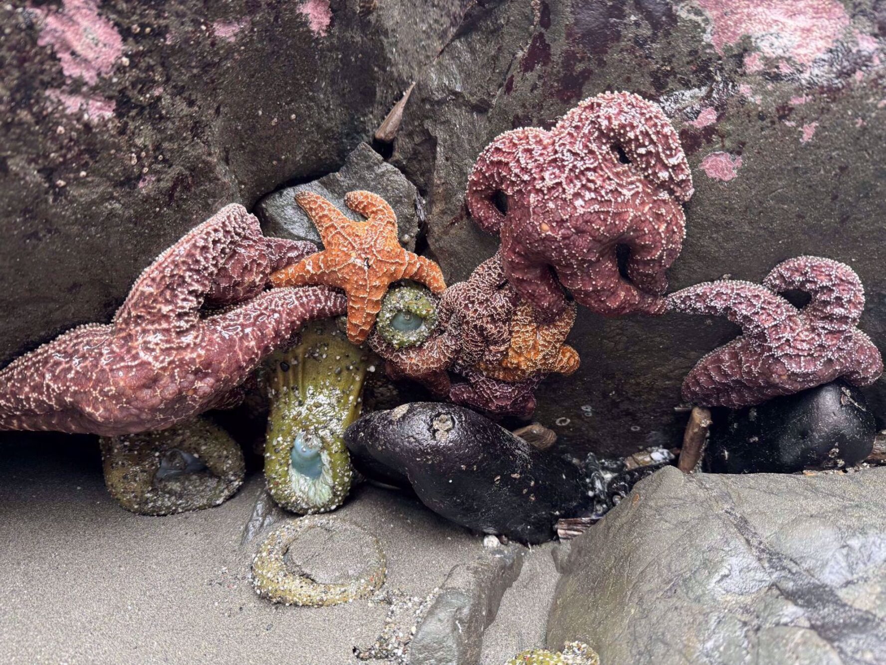 Marine life seen while tidepooling on the Redwood wellness tour