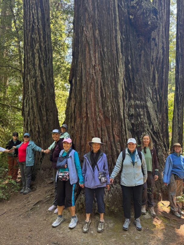 Redwood Wellness Tour: All-Women Active Vacation
