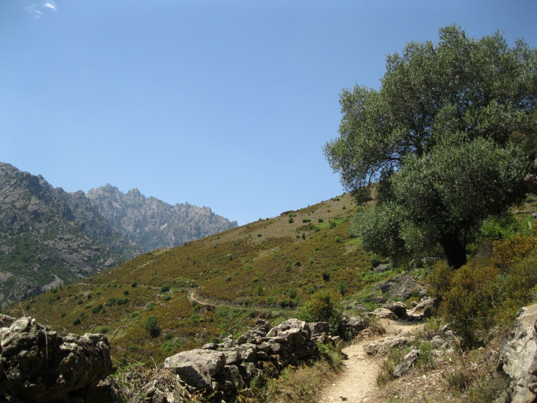 A mountain trail with stones and greenery in Corsica