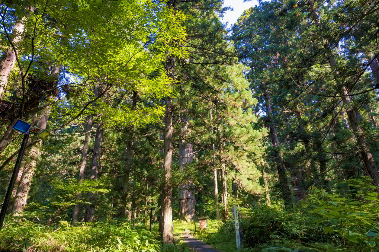 Cedar trees on Mt. Haguro in Japan
