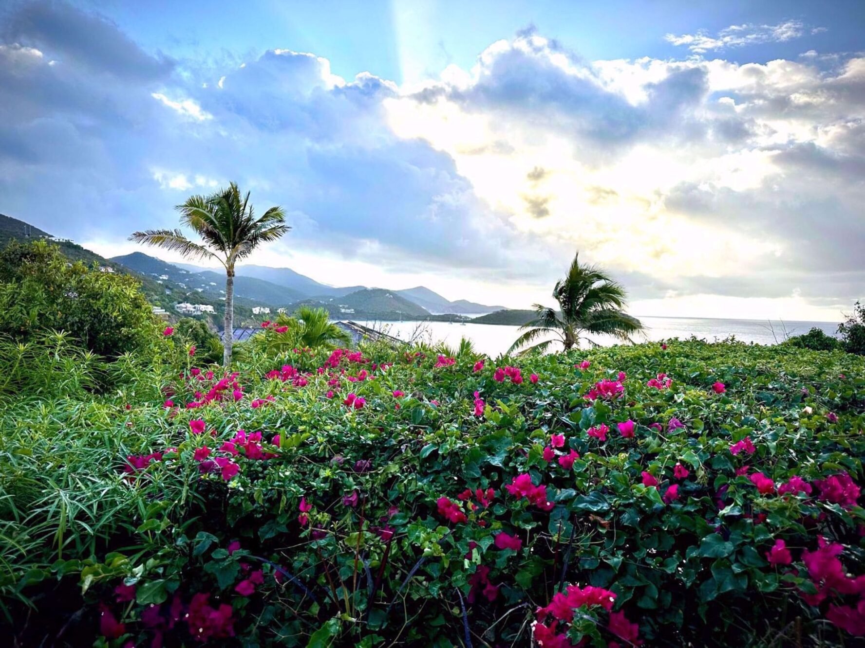 Palm trees and flowery bushes on St. John island in the Caribbean