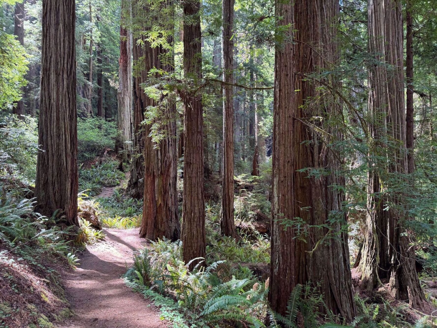 Path lined with tall redwood trees in the National and State Redwood parks area