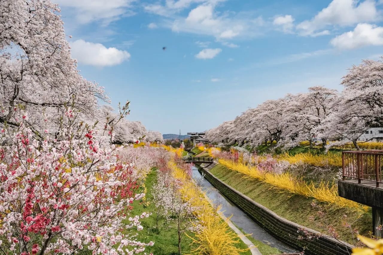 Sakura trees alongside a stream